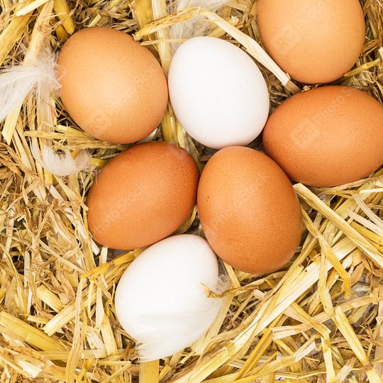brown and white eggs on straw  : Stock Photo or Stock Video Download rcfotostock photos, images and assets rcfotostock | RC Photo Stock.: