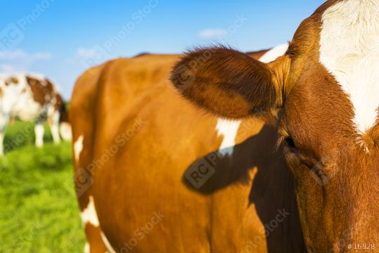 Brown cow on meadow with blue sky  : Stock Photo or Stock Video Download rcfotostock photos, images and assets rcfotostock | RC Photo Stock.: