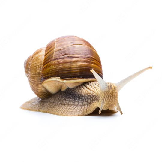 Brown garden snail  : Stock Photo or Stock Video Download rcfotostock photos, images and assets rcfotostock | RC Photo Stock.: