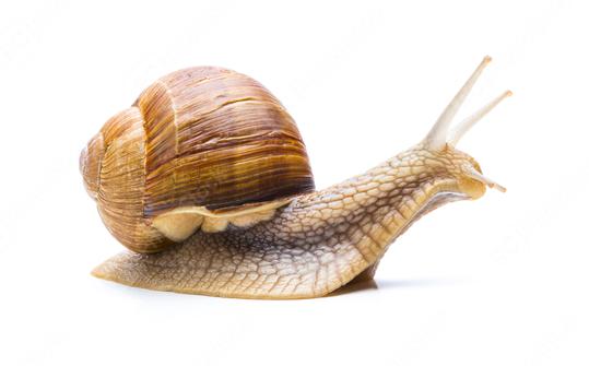 brown Snail  : Stock Photo or Stock Video Download rcfotostock photos, images and assets rcfotostock | RC Photo Stock.: