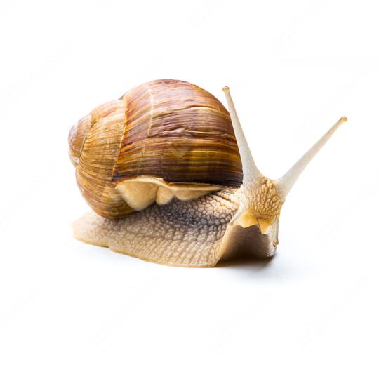 brown Snail looks interesting  : Stock Photo or Stock Video Download rcfotostock photos, images and assets rcfotostock | RC Photo Stock.: