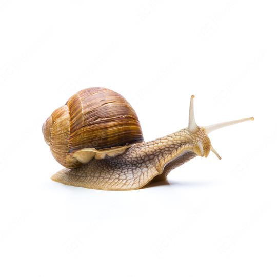 brown snail on white  : Stock Photo or Stock Video Download rcfotostock photos, images and assets rcfotostock | RC Photo Stock.: