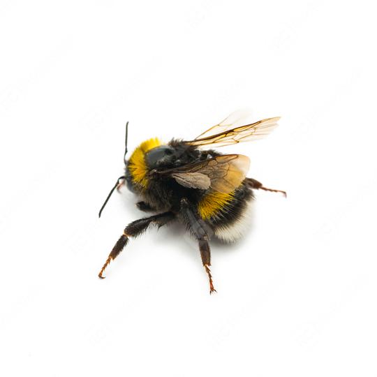 bumblebee  : Stock Photo or Stock Video Download rcfotostock photos, images and assets rcfotostock | RC Photo Stock.: