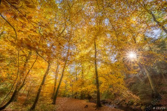 Bäume im Herbstmit Sonnenstern, orange, Laub, Wald  : Stock Photo or Stock Video Download rcfotostock photos, images and assets rcfotostock | RC Photo Stock.: