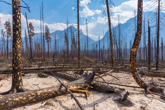 Burned forest at the Jasper national park canada   : Stock Photo or Stock Video Download rcfotostock photos, images and assets rcfotostock | RC Photo Stock.: