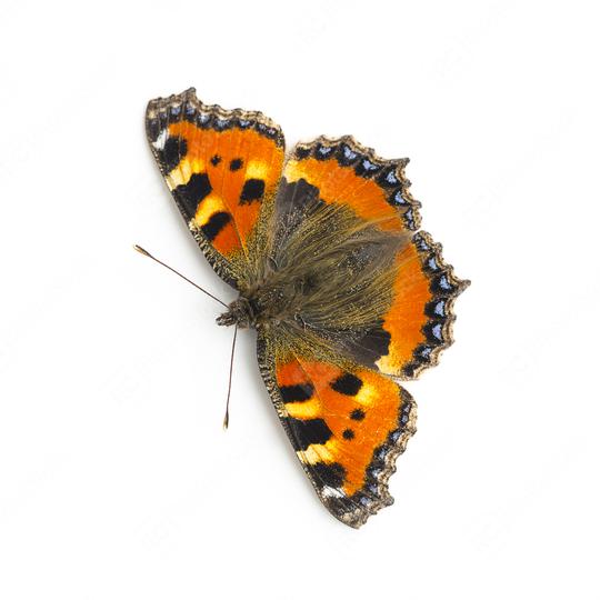 butterfly orange black spots Majesticsensor on white background  : Stock Photo or Stock Video Download rcfotostock photos, images and assets rcfotostock | RC Photo Stock.: