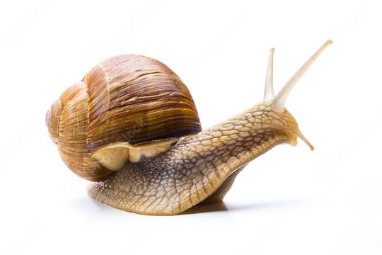 California Snail   : Stock Photo or Stock Video Download rcfotostock photos, images and assets rcfotostock | RC Photo Stock.: