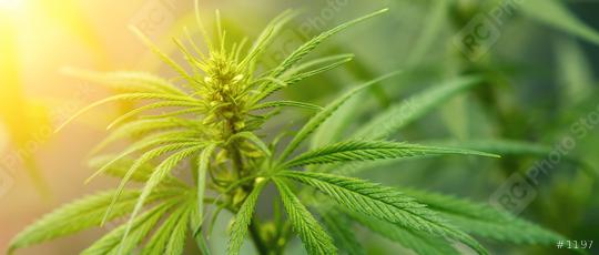 Cannabis commercial growing concept of herbal alternative medicine, CBD oil  : Stock Photo or Stock Video Download rcfotostock photos, images and assets rcfotostock | RC Photo Stock.: