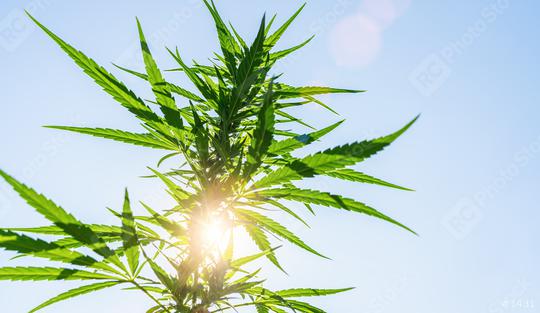 Cannabis flower bud against the sky.  marijuana leaf on a background of blue sky. Background of the theme of legalization and medical hemp in the world.  : Stock Photo or Stock Video Download rcfotostock photos, images and assets rcfotostock | RC Photo Stock.: