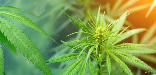 Cannabis growing concept background of herbal alternative medicine, CBD oil  : Stock Photo or Stock Video Download rcfotostock photos, images and assets rcfotostock | RC Photo Stock.: