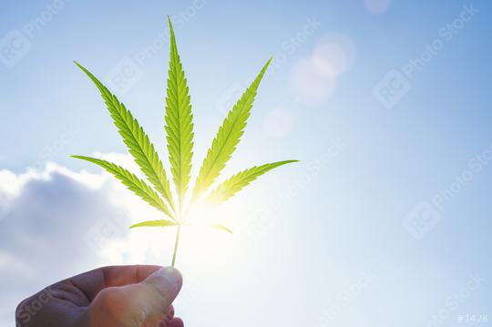 Cannabis leaf against the sky. hand holding a marijuana leaf on a background of blue sky. Background of the theme of legalization and medical hemp in the world.  : Stock Photo or Stock Video Download rcfotostock photos, images and assets rcfotostock | RC Photo Stock.: