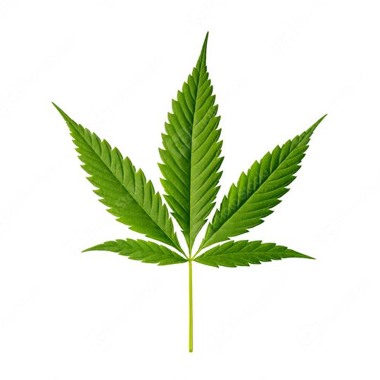 Cannabis leaf Indica isolated on white  : Stock Photo or Stock Video Download rcfotostock photos, images and assets rcfotostock | RC Photo Stock.: