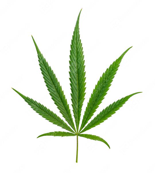 Cannabis leaf Sativa isolated on white  : Stock Photo or Stock Video Download rcfotostock photos, images and assets rcfotostock | RC Photo Stock.: