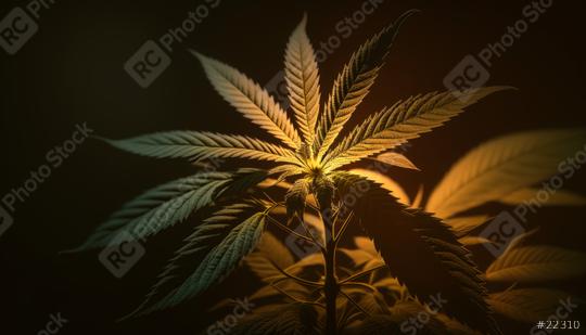 Cannabis or cbd plant on black background (Generative AI)  : Stock Photo or Stock Video Download rcfotostock photos, images and assets rcfotostock | RC Photo Stock.: