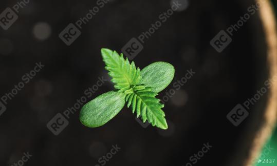 cannabis sprout i a pot  : Stock Photo or Stock Video Download rcfotostock photos, images and assets rcfotostock | RC Photo Stock.: