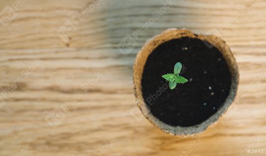 cannabis sprout i a pot on a wooden table, copyspace for your individual text.  : Stock Photo or Stock Video Download rcfotostock photos, images and assets rcfotostock | RC Photo Stock.: