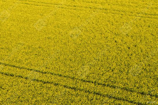 Canola Field. Aerial drone shot of yellow canola flowers. Blossoming rapeseed field texture. Agriculture concept image  : Stock Photo or Stock Video Download rcfotostock photos, images and assets rcfotostock | RC Photo Stock.: