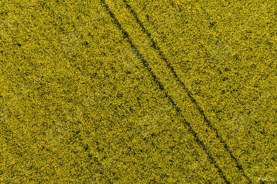 Canola Field. Aerial drone shot top view of yellow canola flowers. Blossoming rapeseed field texture. Agriculture concept image  : Stock Photo or Stock Video Download rcfotostock photos, images and assets rcfotostock | RC Photo Stock.: