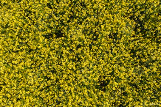 Canola field drone shot  : Stock Photo or Stock Video Download rcfotostock photos, images and assets rcfotostock | RC Photo Stock.: