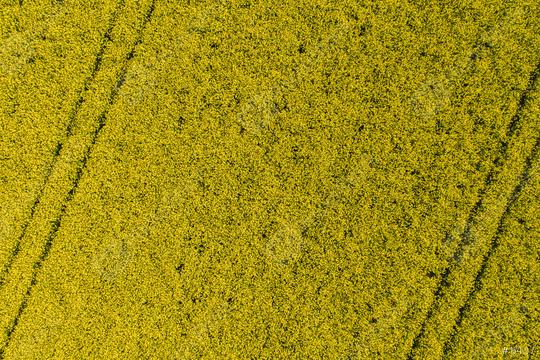 Canola field from above  : Stock Photo or Stock Video Download rcfotostock photos, images and assets rcfotostock | RC Photo Stock.: