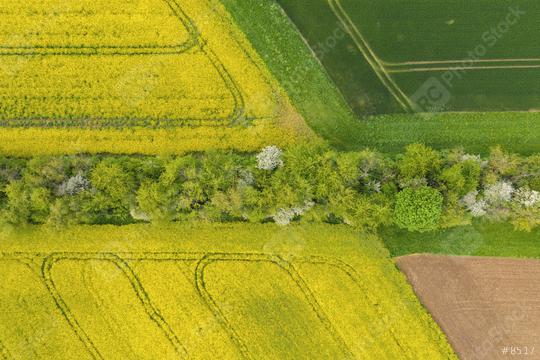 canola field in bloom phase and a corn field with path of tree at spring time. Ecology agriculture near farm. drone shot Aerial view   : Stock Photo or Stock Video Download rcfotostock photos, images and assets rcfotostock | RC Photo Stock.: