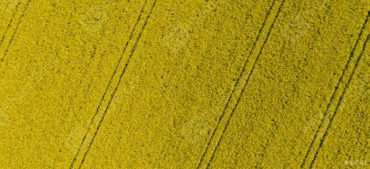 Canola Field. Yellow flowers. Aerial drone shot top view of yellow canola flowers. Blossoming rapeseed field texture. Agriculture concept image, banner size  : Stock Photo or Stock Video Download rcfotostock photos, images and assets rcfotostock | RC Photo Stock.:
