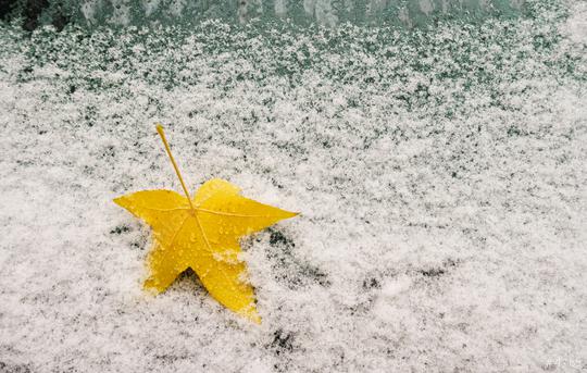 Car window with snow covered and autumn maple leaf  : Stock Photo or Stock Video Download rcfotostock photos, images and assets rcfotostock | RC Photo Stock.: