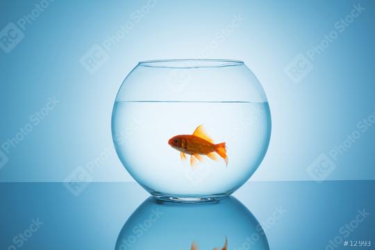 Carassius auratus in a fishbowl  : Stock Photo or Stock Video Download rcfotostock photos, images and assets rcfotostock | RC Photo Stock.: