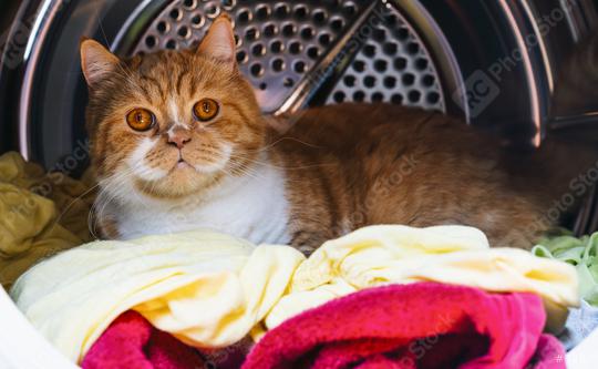 Cat in the washing machine  : Stock Photo or Stock Video Download rcfotostock photos, images and assets rcfotostock | RC Photo Stock.: