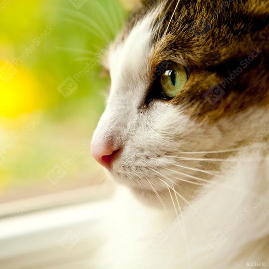 cat looking out of a window  : Stock Photo or Stock Video Download rcfotostock photos, images and assets rcfotostock | RC Photo Stock.: