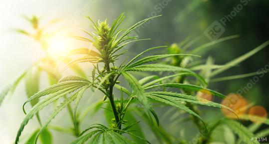 CBD biological and ecological hemp plant herbal pharmaceutical cbd oil flower. Concept of herbal alternative medicine, cbd oil, pharmaceutical industry background image  : Stock Photo or Stock Video Download rcfotostock photos, images and assets rcfotostock | RC Photo Stock.:
