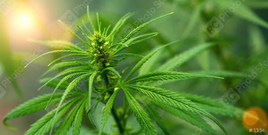 CBD biological and ecological hemp plant herbal pharmaceutical cbd oil flower. Concept of herbal alternative medicine, cbd oil, pharmaceutical industry  : Stock Photo or Stock Video Download rcfotostock photos, images and assets rcfotostock | RC Photo Stock.:
