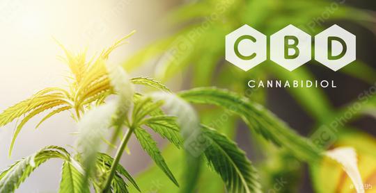 CBD cannabis flower and marijuana plant  : Stock Photo or Stock Video Download rcfotostock photos, images and assets rcfotostock | RC Photo Stock.: