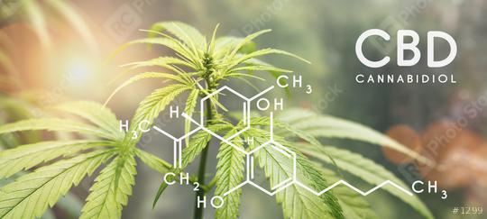 Cbd formula. Cannabidiol molecule structure compound with plant. Medical marijuana molecules, cannabidiol biochemistry formula. Chemistry addiction  : Stock Photo or Stock Video Download rcfotostock photos, images and assets rcfotostock | RC Photo Stock.: