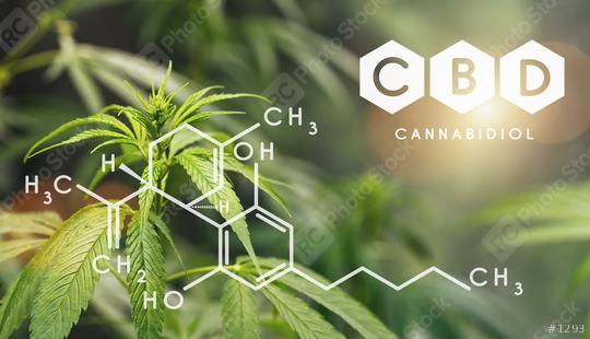 CBD Structural Formula, Cannabis Industry, Growing Marijuana, Pharmacy Business, CBD Elements and THC in Marijuana, Marijuana and Medical Marijuana Health  : Stock Photo or Stock Video Download rcfotostock photos, images and assets rcfotostock | RC Photo Stock.: