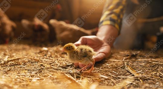 chicken farmer putting a newborn chicken in her hand at a henhouse  : Stock Photo or Stock Video Download rcfotostock photos, images and assets rcfotostock | RC Photo Stock.: