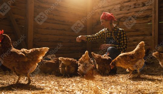 chicken farmer woman feeds her chickens in a henhouse  : Stock Photo or Stock Video Download rcfotostock photos, images and assets rcfotostock | RC Photo Stock.: