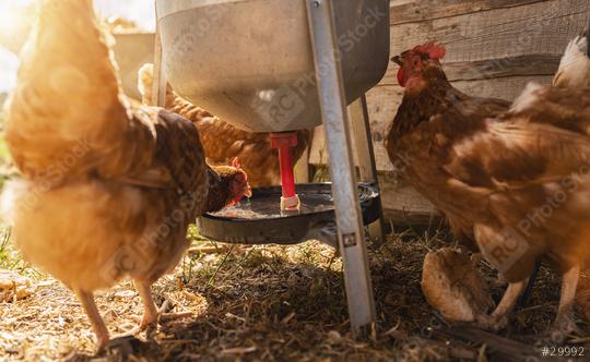 chickens drinking on a water dispenser at a farm. Hens in a free range farm. Chickens walking in the farm yard.  : Stock Photo or Stock Video Download rcfotostock photos, images and assets rcfotostock | RC Photo Stock.: