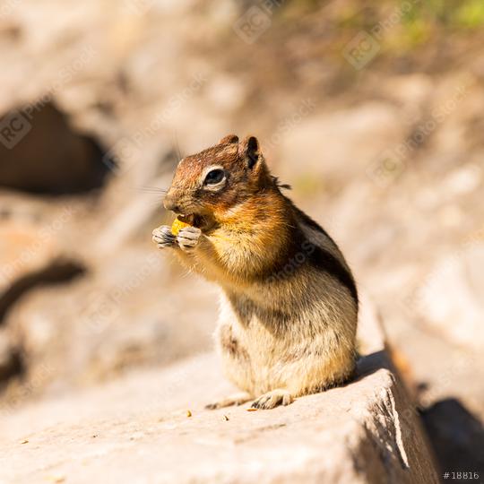 chipmunk eating a nut at the banff national park canada  : Stock Photo or Stock Video Download rcfotostock photos, images and assets rcfotostock | RC Photo Stock.: