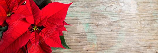 Christmas background with poinsettia on old wooden with copy space   : Stock Photo or Stock Video Download rcfotostock photos, images and assets rcfotostock | RC Photo Stock.: