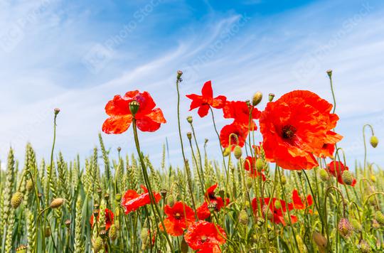 close up of red poppy flowers in a summer field  : Stock Photo or Stock Video Download rcfotostock photos, images and assets rcfotostock | RC-Photo-Stock.: