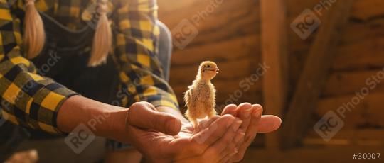 Close up of young chicken in Famer woman hands at a henhouse  : Stock Photo or Stock Video Download rcfotostock photos, images and assets rcfotostock | RC Photo Stock.: