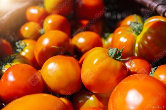 close up on fresh natural tomato pile in harvest season at a farm  : Stock Photo or Stock Video Download rcfotostock photos, images and assets rcfotostock | RC Photo Stock.: