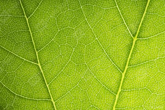 Close up on green leaf texture  : Stock Photo or Stock Video Download rcfotostock photos, images and assets rcfotostock | RC Photo Stock.: