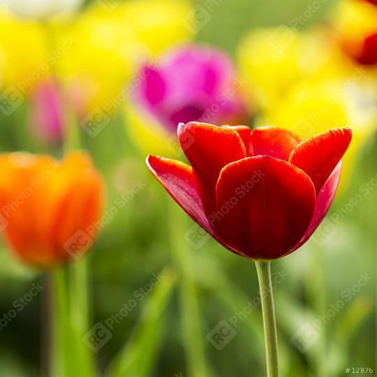 Close-up from a Red tulip flower  : Stock Photo or Stock Video Download rcfotostock photos, images and assets rcfotostock | RC Photo Stock.: