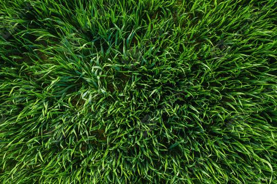 Close-up image of fresh spring green grass or a wheat field, drone shot  : Stock Photo or Stock Video Download rcfotostock photos, images and assets rcfotostock | RC Photo Stock.: