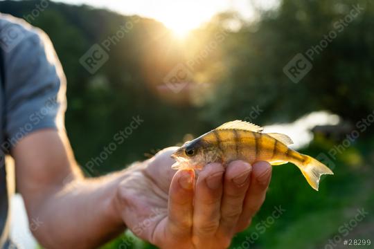 Close-up of a hand holding a small fish with the sun setting in the background, highlighting the fish