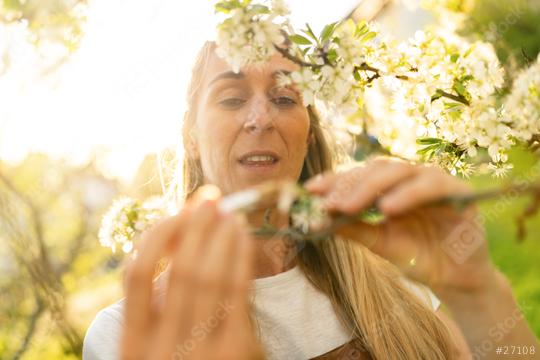 close-up of a woman pollinating apple blossoms with a brush, focusing intently on her task.  : Stock Photo or Stock Video Download rcfotostock photos, images and assets rcfotostock | RC Photo Stock.: