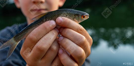 Close-up of a young person holding a small fish in their hands at dusk, showcasing its details and vibrant eyes  : Stock Photo or Stock Video Download rcfotostock photos, images and assets rcfotostock | RC Photo Stock.: