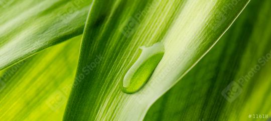 Close-up of green leaf with drop  : Stock Photo or Stock Video Download rcfotostock photos, images and assets rcfotostock | RC Photo Stock.: